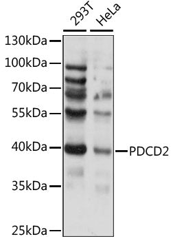 PDCD2 Rabbit pAb