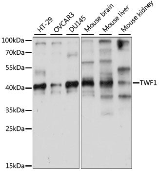 TWF1 Rabbit pAb