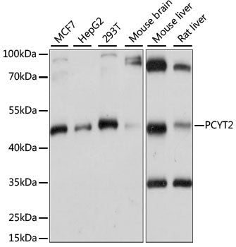 PCYT2 Rabbit pAb