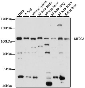 KIF20A Rabbit pAb