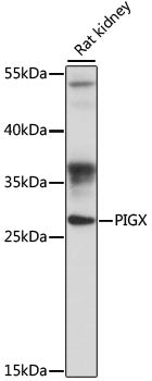 PIGX Rabbit pAb