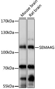 SEMA4G Rabbit pAb