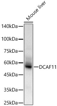 DCAF11 Rabbit pAb
