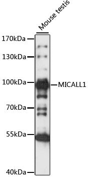 MICALL1 Rabbit pAb