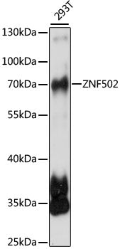 ZNF502 Rabbit pAb