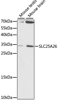 SLC25A26 Rabbit pAb