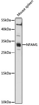 NFAM1 Rabbit pAb