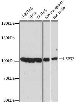 USP37 Rabbit pAb