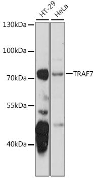 TRAF7 Rabbit pAb