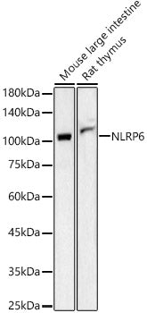 NLRP6 Rabbit pAb