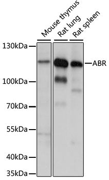 ABR Rabbit pAb