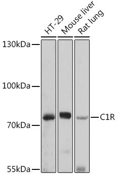 C1R Rabbit pAb