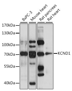 KCND1 Rabbit pAb