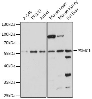 PSMC1 Rabbit pAb