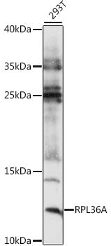 RPL36A Rabbit pAb