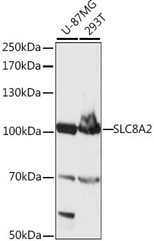 SLC8A2 Rabbit pAb