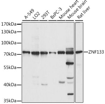 ZNF133 Rabbit pAb