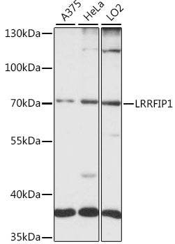 LRRFIP1 Rabbit pAb