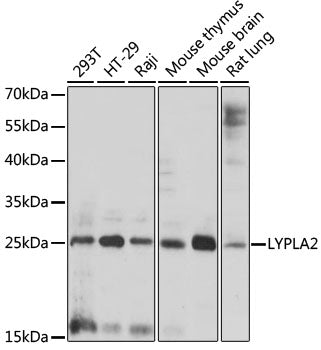 LYPLA2 Rabbit pAb