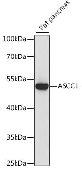 ASCC1 Rabbit pAb