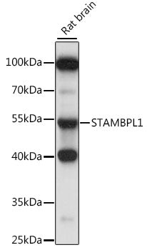 STAMBPL1 Rabbit pAb