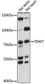 TRAF7 Rabbit pAb