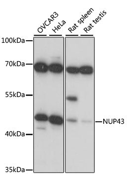 NUP43 Rabbit pAb