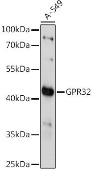 GPR32 Rabbit pAb