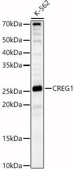 CREG1 Rabbit pAb