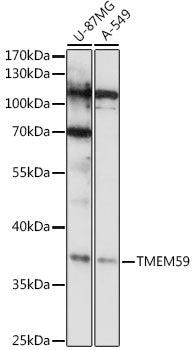 TMEM59 Rabbit pAb