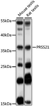 PRSS21 Rabbit pAb