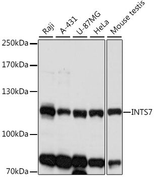 INTS7 Rabbit pAb