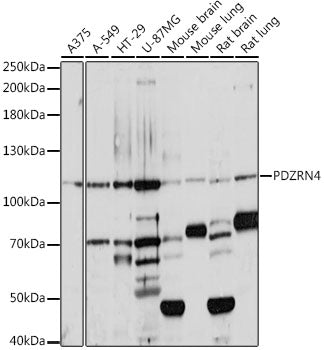 PDZRN4 Rabbit pAb