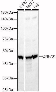 ZNF701 Rabbit pAb