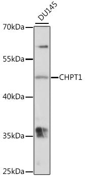 CHPT1 Rabbit pAb