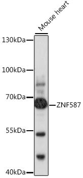 ZNF587 Rabbit pAb