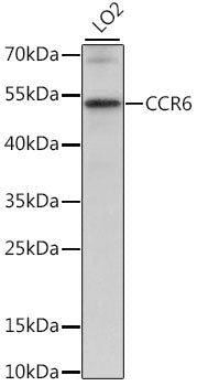 CCR6 Rabbit pAb