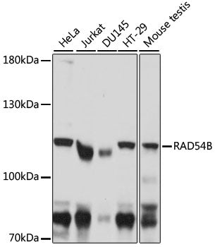 RAD54B Rabbit pAb