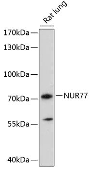 NUR77 Rabbit pAb
