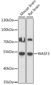 WASF3 Rabbit pAb