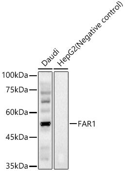 FAR1 Rabbit pAb