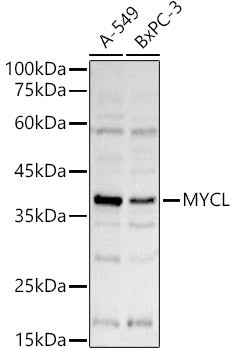 MYCL Rabbit pAb