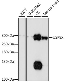 USP9X Rabbit pAb