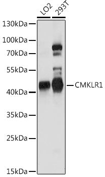 CMKLR1 Rabbit pAb