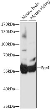 Egr4 Rabbit pAb