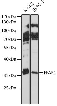 FFAR1 Rabbit pAb