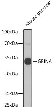 GRINA Rabbit pAb