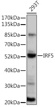 IRF5 Rabbit pAb