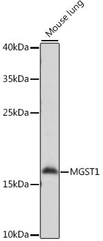 MGST1 Rabbit pAb