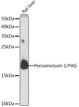 Peroxiredoxin 1/PAG Rabbit pAb